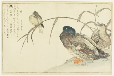 Mallards and a Kingfisher